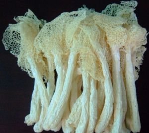1 Pfund (454 Gramm) natürlicher Bambuspilz getrockneter Pilz von Yunnan China von JOHNLEEMUSHROOM