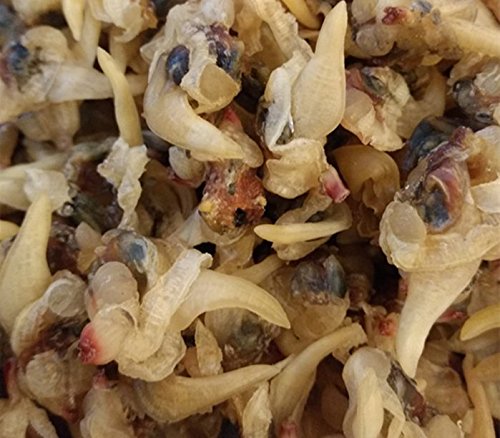 Getrocknete Meeresfrüchte Muschelfleisch 350 Gramm aus Südchinesische Meer Nanhai von JOHNLEEMUSHROOM