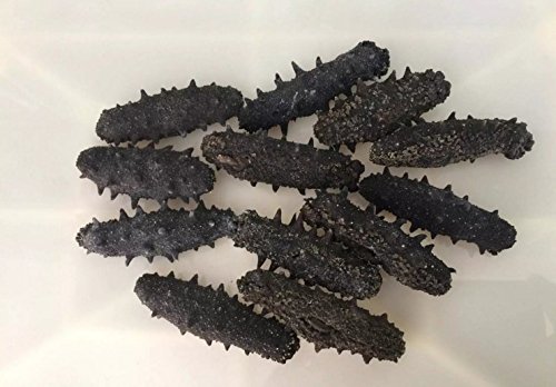 Getrocknete Meeresfrüchte Seegurken 150 Gramm aus Südchinesische Meer Nanhai von JOHNLEEMUSHROOM