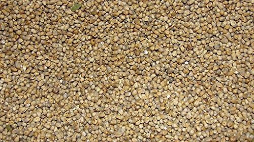Jalpur - ganze Hirsesamen (Bajri Ganz) – 1 kg. von Jalpur