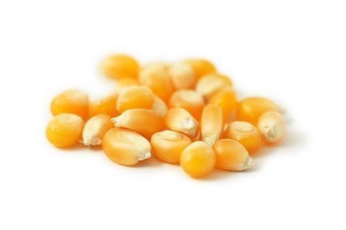 Maiskörner für Popcorn - 1 kg von Jalpur