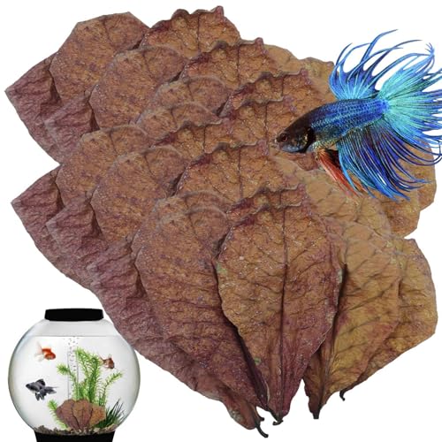 Mandelblätter Für Das Aquarium - Indisches Mandelblätter-Aquarium | 10 Stück Blattgarnelen Betta Fischaquarium | Ph Down Aquarium Ketapang Blätter Zur Zucht, Aquariumwasser Mandelblätter Für Das Aquarium - Indisches Mandelblätter-Aquarium | 10 Stück Blattgarnelen Betta Fischaquarium | Ph Down Aquarium Ketapang Blätter Zur Zucht, Aquariumwasser von Joberio