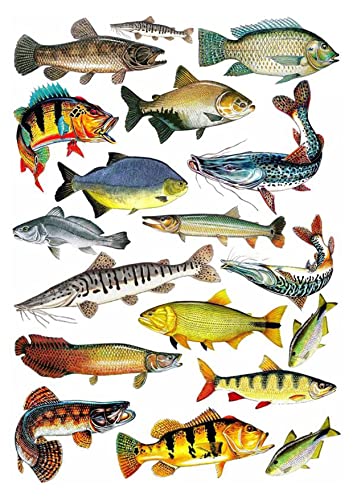 Fishing, Angler, Fisch, 18 Stück, Tortenaufleger Geburtstag, … Oblate Premium von K&R GbR