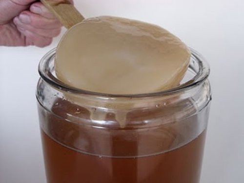 Kombucha Pilz / Scoby + Anleitung + Rezepte + Hilfe und Beratung in Deutsch - KEFIRALIA® von KEFIRALIA