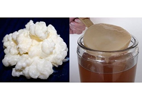 Packung 40g Milchkefir Pilz / Knollen + Kombucha Pilz / Scoby + Anleitung + Rezepte + Hilfe und Beratung in Deutsch - KEFIRALIA® von KEFIRALIA