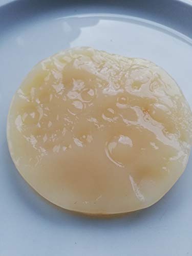 Jun Pilz, Scoby, Teepilz, Champagner des Kombucha von Kefir-for-all