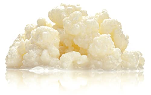 Kefirknollen von Kefir-for-all