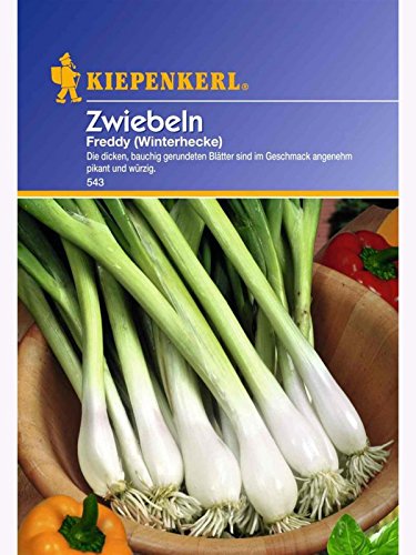 Zwiebeln Freddy (Winterhecke) | „Ewige Zwiebel“ | völlig winterhart | vitaminreiches Zwiebellaub Zwiebeln Freddy (Winterhecke) | „Ewige Zwiebel“ | völlig winterhart | vitaminreiches Zwiebellaub von Kiepenkerl