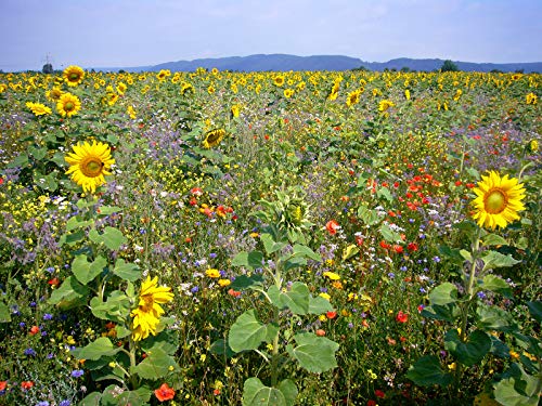 Blühende Landschaft, 1 kg Blühende Landschaft, 1 kg von Kiepenkerl