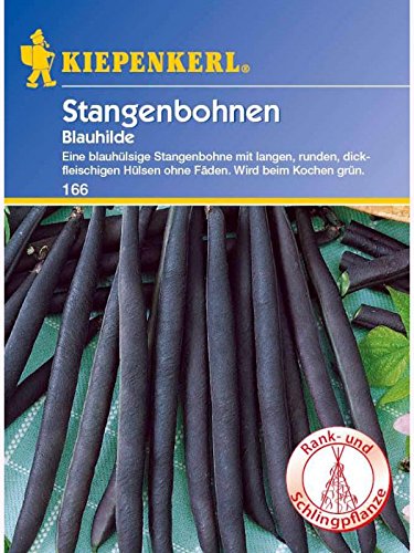 Bohne Blauhilde / Stangenbohnen von Kiepenkerl