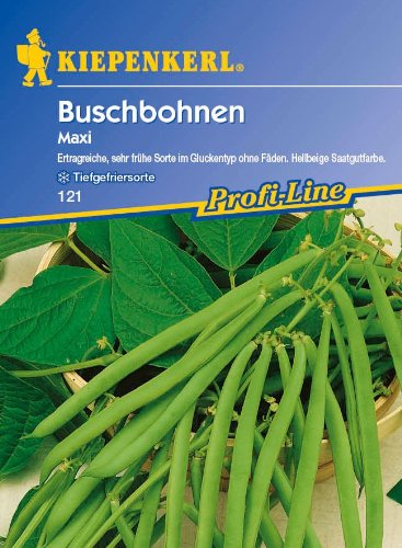 Buschbohnen, 'Maxi' Buschbohnen, 'Maxi' von Kiepenkerl