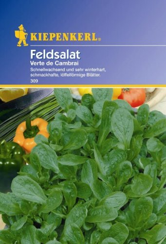 Feldsalat Verte de Cambrai dunkelgrüner vollherziger Feldsalat Verte de Cambrai dunkelgrüner vollherziger von Kiepenkerl
