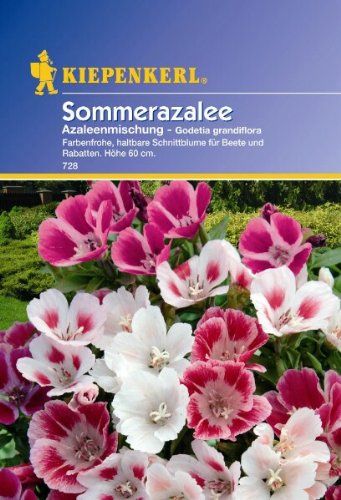 Godetia Sommerazalee Azaleen-Mischung von Kiepenkerl