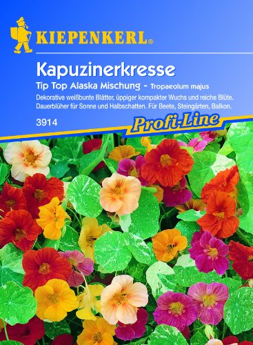 Kapuzinerkresse Tip-Top Alaska-Mix von Kiepenkerl