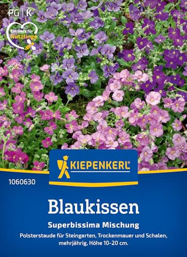 Kiepenkerl Blaukissensamen Superbissima Mischung 1060630 - Polsterstaude für Steingarten, trockenmauer und Schalen - Pflanzensamen, Blumenmischung, Saatgut Kiepenkerl Blaukissensamen Superbissima Mischung 1060630 - Polsterstaude für Steingarten, trockenmauer und Schalen - Pflanzensamen, Blumenmischung, Saatgut von Kiepenkerl