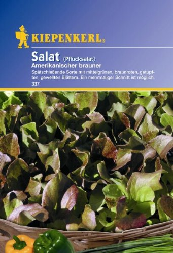 Salat Pflücksalat Amerikanischer brauner Salat Pflücksalat Amerikanischer brauner von Kiepenkerl