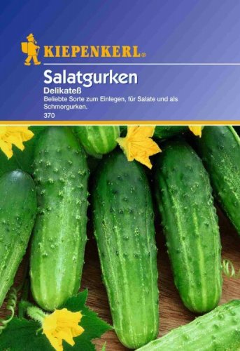 Salatgurken Landgurken Delikatess Salatgurken Landgurken Delikatess von Kiepenkerl