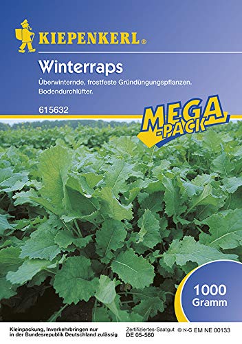 Winterraps 1 Kg von Kiepenkerl