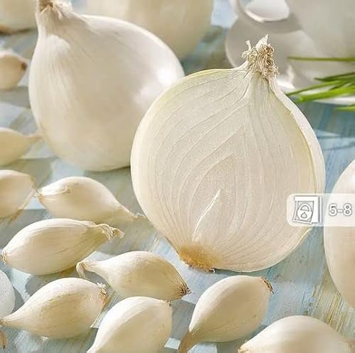 Wintersteckzwiebel Snowball, 50 weiße Steckzwiebeln, Sorte mit einem mild-süßem Geschmack Wintersteckzwiebel Snowball, 50 weiße Steckzwiebeln, Sorte mit einem mild-süßem Geschmack von Kiepenkerl