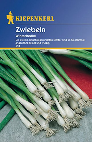 Zwiebeln Winterhecke - 1 Packung Zwiebeln Winterhecke - 1 Packung von Kiepenkerl