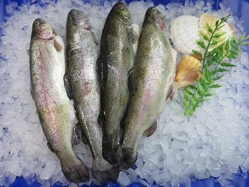 Lachsforellen gesalzen 1100g zum selber Räuchern Lachsforellen gesalzen 1100g zum selber Räuchern von Klaassen