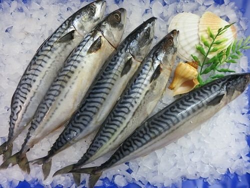 Klaassen Makrele, zum selber Räuchern, gesalzen, 1200g Klaassen Makrele, zum selber Räuchern, gesalzen, 1200g von IHR FACHGESCHÄFT KLAASSEN