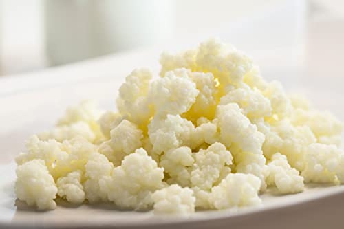 10 g Kombuchaorganic® – Kefirförner mit zertifizierten lebenden Kefirbakterien – Kuhmilch – Ferment – Bio von Kombuchaorganic