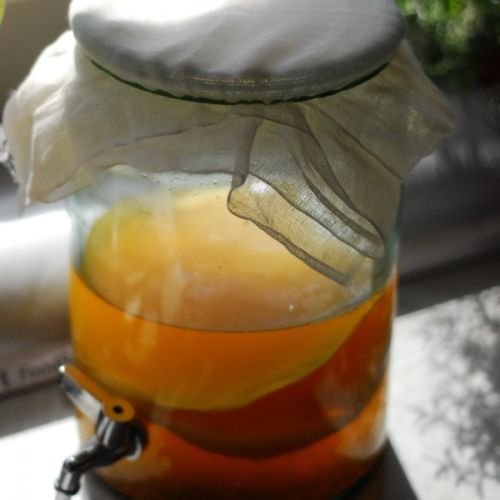 Groß (5 Liter) Zertifiziert Bio von OF&G Kombucha Scoby/Mushroom von Kombuchaorganic® - Start-Set für Ihr Eigenes Getränk von Kombuchaorganic