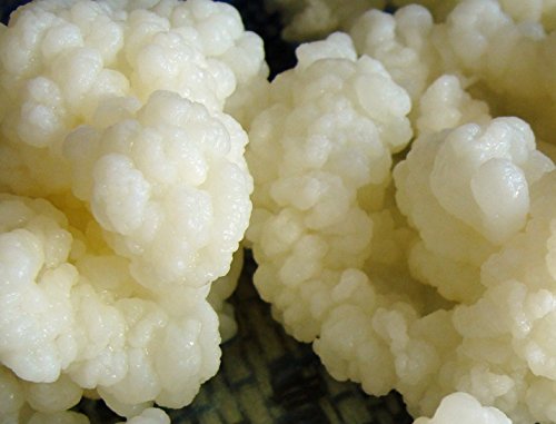 Kombuchaorganic 10 g Bio-Lebendemilch-Kefirkörner, Tibetische-Pilze-Grzybek-Starter Kombuchaorganic 10 g Bio-Lebendemilch-Kefirkörner, Tibetische-Pilze-Grzybek-Starter von Kombuchaorganic