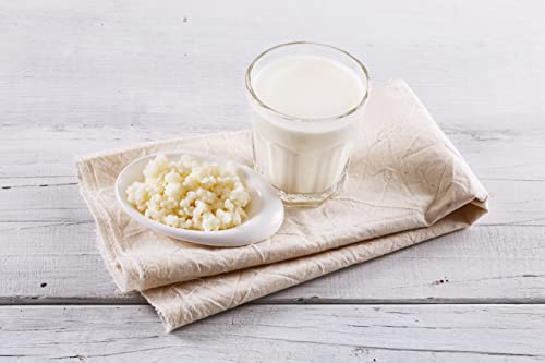 Rohe Bio Bio Milch Kefir Körner Tibetischer Pilz 20g Rohe Bio Bio Milch Kefir Körner Tibetischer Pilz 20g von Kombuchaorganic