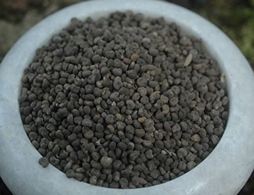 Krauterino24 - Abelmoschussamen ganz, Menge:500g Krauterino24 - Abelmoschussamen ganz, Menge:500g von Krauterino24