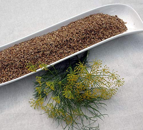 Krauterino24 - Dillsaat ganz, Menge:1000g Krauterino24 - Dillsaat ganz, Menge:1000g von Krauterino24