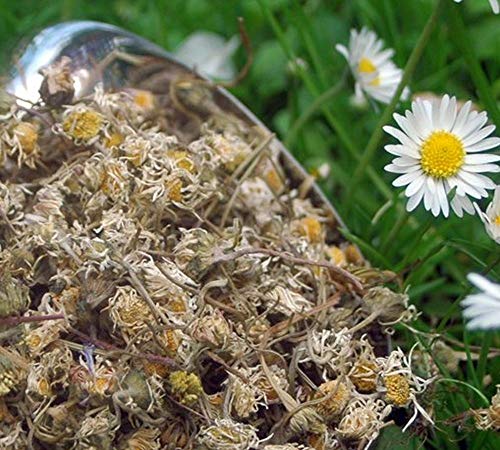 Krauterino24 - Gänseblümchen ganz Gänseblümchentee (100g) von Krauterino24