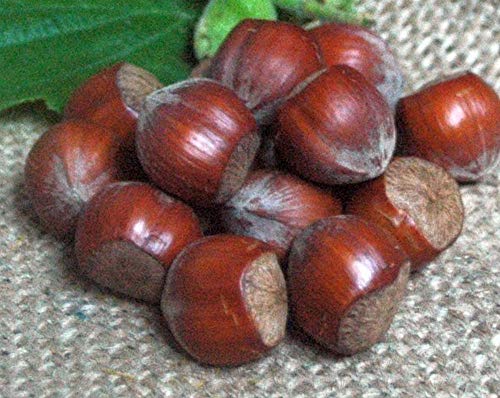 Krauterino24 - Haselnüsse in der Schale, Menge:100g Krauterino24 - Haselnüsse in der Schale, Menge:100g von Krauterino24