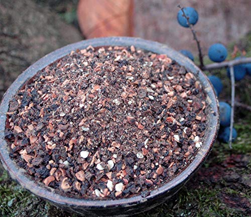 Krauterino24 - Schlehdornfrüchte geschnitten Schlehen, Menge:100g Krauterino24 - Schlehdornfrüchte geschnitten Schlehen, Menge:100g von Krauterino24