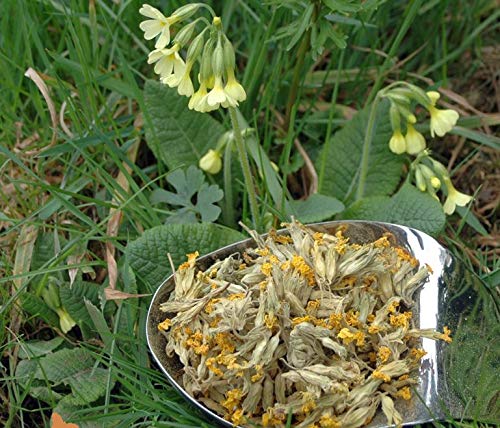 Krauterino24 - Schlüsselblumenblüten mit Kelch ganz Schlüsselblumen , Menge:1000g Krauterino24 - Schlüsselblumenblüten mit Kelch ganz Schlüsselblumen , Menge:1000g von Krauterino24