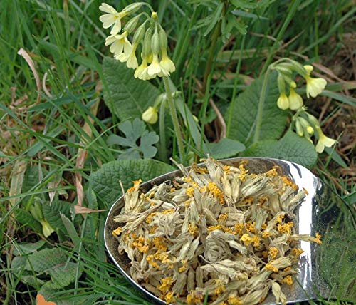 Krauterino24 - Schlüsselblumenblüten mit Kelch ganz Schlüsselblumen , Menge:1000g von Krauterino24