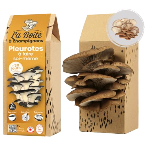 LA BOITE A CHAMPIGNONS - Grauer Austernpilz Zuchtset - Kit DIY - Für 2 Personen LA BOITE A CHAMPIGNONS - Grauer Austernpilz Zuchtset - Kit DIY - Für 2 Personen von La Boîte à Champignons