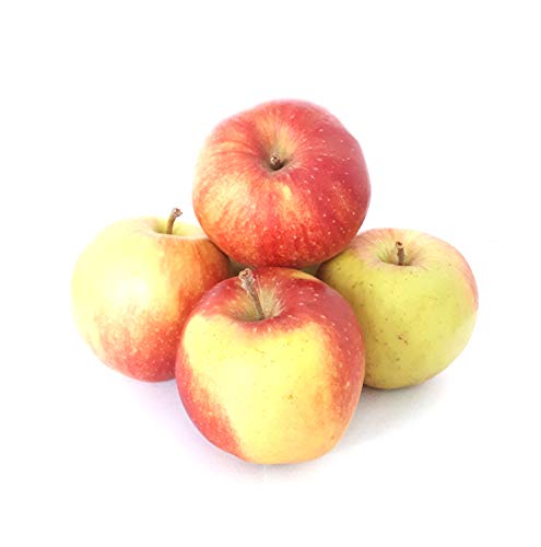 Äpfel Jonagold aus Deutschland/Bodensee süß-säuerlicher Apfel Speiseapfel 1-10 KG (2) von Lamera