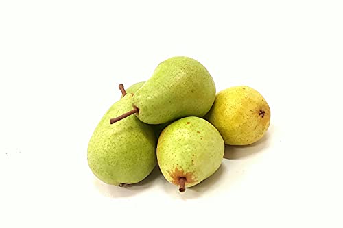 Birnen Novembra Birne angebaut am Bodensee saftig süße Essbirne 5 KG Birnen Novembra Birne angebaut am Bodensee saftig süße Essbirne 5 KG von Lamera