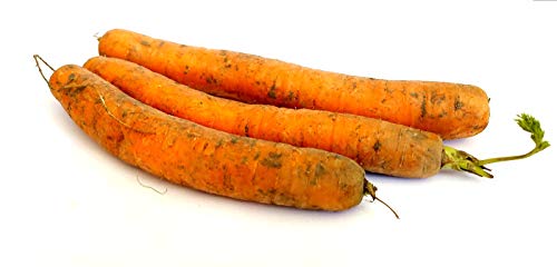 Frische Karotten Speisekarotten gelbe Rüben naturbelassen 1- 10 KG (1) von Lamera