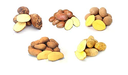 Frische Kartoffeln Kartoffelmix Probierpaket verschiedene Kartoffelsorten mehlig, vorwiegend festkochend, festkochend 5 KG Frische Kartoffeln Kartoffelmix Probierpaket verschiedene Kartoffelsorten mehlig, vorwiegend festkochend, festkochend 5 KG von Lamera