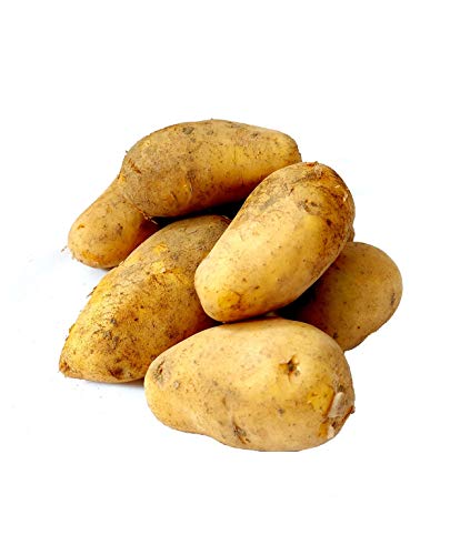 Frische Sieglinde festkochende Speisekartoffeln Kartoffel 1-25 KG neue Ernte 2024 festkochend Salatkartoffel zum Grillen für Kartoffelsalat Pellkartoffeln Bratkartoffeln Pommes Frites Frische Sieglinde festkochende Speisekartoffeln Kartoffel 1-25 KG neue Ernte 2024 festkochend Salatkartoffel zum Grillen für Kartoffelsalat Pellkartoffeln Bratkartoffeln Pommes Frites von Lamera