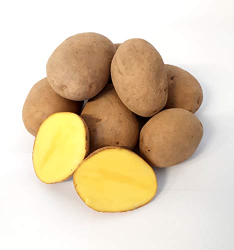 Kartoffel Afra mehlige Kartoffeln 1-25 Kg deutsche Speisekartoffel perfekt für Kartoffelsuppe, Püree, Knödel, Kroketten, Ofenkartoffeln Aufläufe Salzkartoffeln auch zum Grillen geeignet (5) Ernte 2024 Kartoffel Afra mehlige Kartoffeln 1-25 Kg deutsche Speisekartoffel perfekt für Kartoffelsuppe, Püree, Knödel, Kroketten, Ofenkartoffeln Aufläufe Salzkartoffeln auch zum Grillen geeignet (5) Ernte 2024 von Lamera
