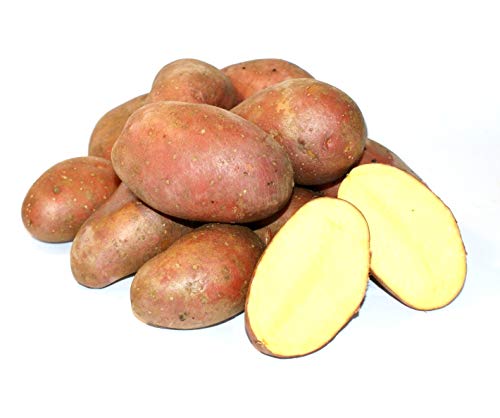 Kartoffel Laura halbmehlig vorw. festkochend (halbmehlig) rote Kartoffeln 1-25 Kg geeignet für Salz-, Pell-, Back- Folien- und Gratin-Kartoffel, optimal für selbstgemachte Pommes (1) von Lamera