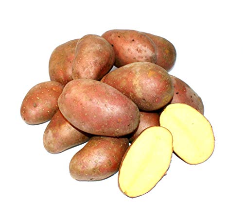 Kartoffel Laura halbmehlig vorw. festkochend (halbmehlig) rote Kartoffeln 1-25 Kg geeignet für Salz-, Pell-, Back- Folien- und Gratin-Kartoffel, optimal für selbstgemachte Pommes (10) von Lamera