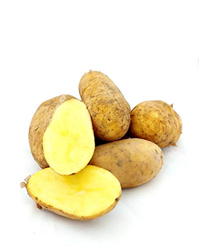 Kartoffeln Annalena festkochend aus Deutschland Bayern Speisekartoffeln perfekt geeignet für Kartoffelsalat Pellkartoffeln Pommes Frites und Bratkartoffeln (10) von Lamera