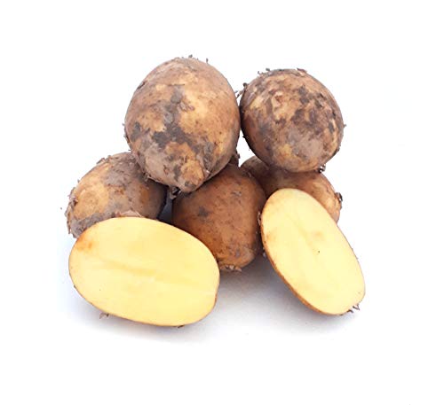 Kartoffeln Finka vorwiegend Festkochende deutsche Kartoffel, frische Ernte 2024, geeignet für Bratkartoffeln, Gratin, Kartoffelsalat, Ofenkartoffeln, Pellkartoffeln, Salzkartoffeln (5) von Lamera
