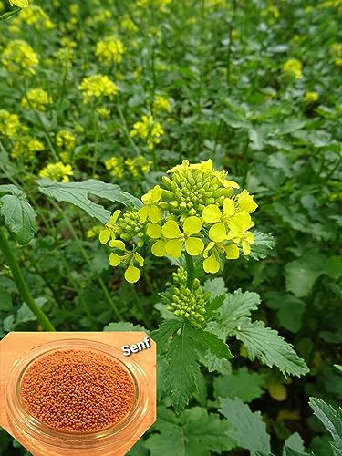 LanDixx Senf Gelbsenf Weißer Senf Speise-Senf Saatgut 0,5 kg LanDixx Senf Gelbsenf Weißer Senf Speise-Senf Saatgut 0,5 kg von LAOSEP