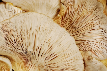 Austernseitling (Pleurotus) BIO Pulver, 1kg
